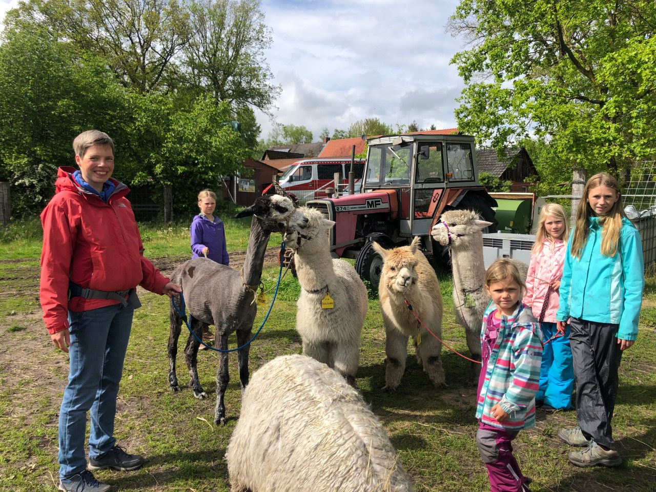 Taking Alpacas for a&nbsp;Walk