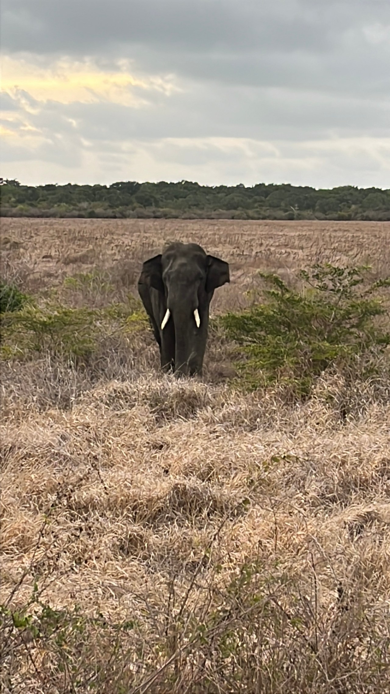 Wilpattu National Park